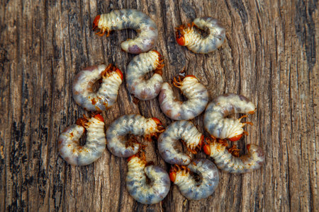 May beetle larva on an old board. May beetle larvae before cooking. The concept of delicacies, national cuisine of the peoples of the world, the environment.の写真素材