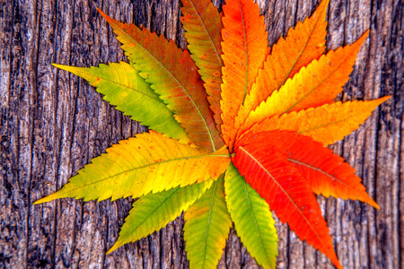 Composition of sumac leaves on the table. Autumn floristry from sumac leaves. The concept of nature,...