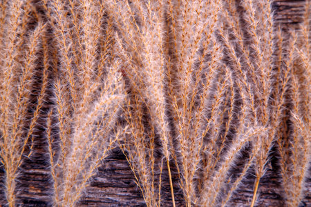 Composition of dried miscanthus inflorescences. A bunch of dry miscanthus in a floral design. The...