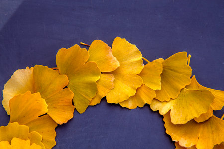 Composition of ginkgo leaves on the table. Autumn floristry from ginkgo leaves. The concept of nature, floristry, medicine and design.の写真素材