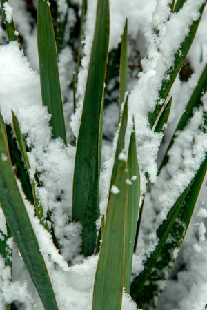 Close-up of the leaves of yucca plant under the snowの写真素材