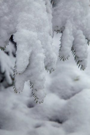 Bushes and trees after a big snowfall. Snow-covered alleys of parks and gardens. Branches of bushes and trees in winter in nature. The concept of the season, winter, snow.の写真素材