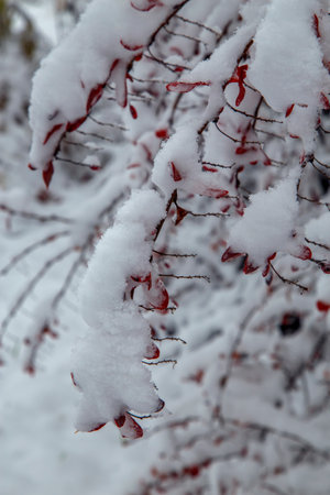 Bushes and trees after a big snowfall. Snow-covered alleys of parks and gardens. Branches of bushes and trees in winter in nature. The concept of the season, winter, snow.の写真素材