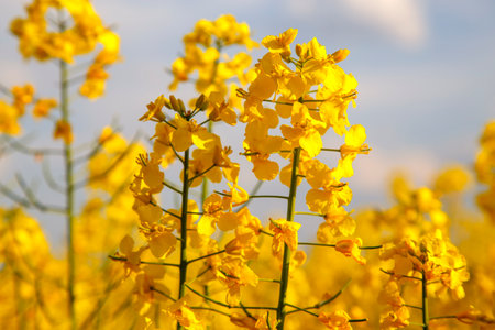 rapeseed field, closeup of yellow flowers on a sunny dayの写真素材