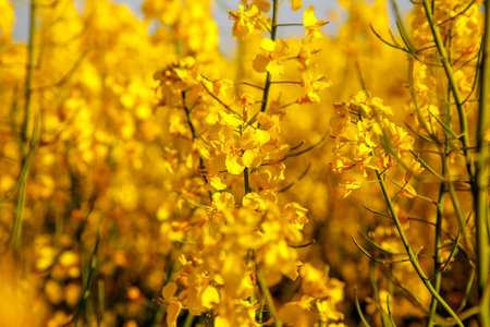 Rape blossoms in the field, close-up, selective focusの写真素材