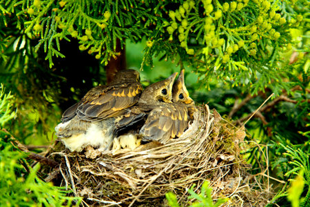 Thrush chicks in the nest in the thickets of arborvitae. Grown up thrush chicks open their beak...