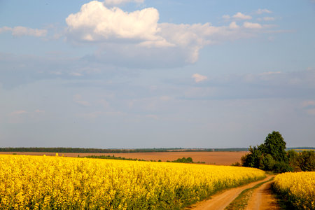 Dirt road between fields sown with rapeseed. View of the road through the rapeseed field. The concept of ecology, agriculture, food.の写真素材