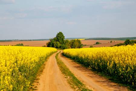 Dirt road between fields sown with rapeseed. View of the road through the rapeseed field. The concept of ecology, agriculture, food.の写真素材