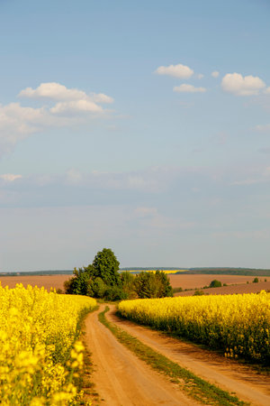 Dirt road between fields sown with rapeseed. View of the road through the rapeseed field. The concept of ecology, agriculture, food.の写真素材