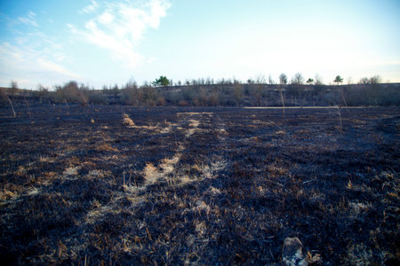 dry grass in the field, early spring, the first warm daysの写真素材