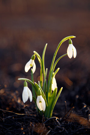Snowdrop flowers (Galanthus nivalis) in early spring