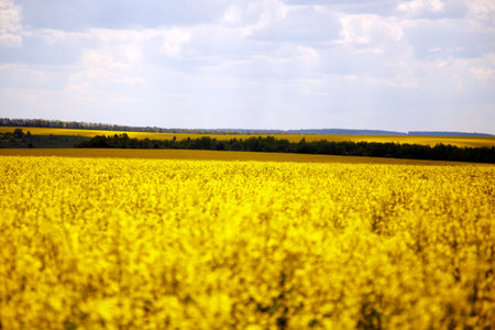 View of a blooming rapeseed field in spring. Sky and blooming rapeseed fields. The concept of...