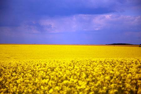View of a blooming rapeseed field in spring. Sky and blooming rapeseed fields. The concept of...