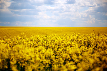 View of a blooming rapeseed field in spring. Sky and blooming rapeseed fields. The concept of...