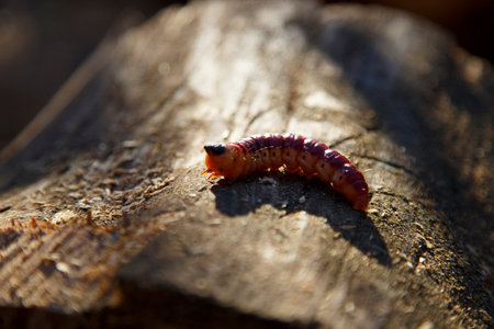 The red caterpillar larva of the bark beetle. Bark beetle larva on a stump.
