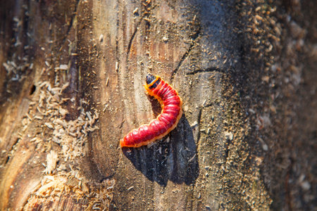 The red caterpillar larva of the bark beetle. Bark beetle larva on a stump.