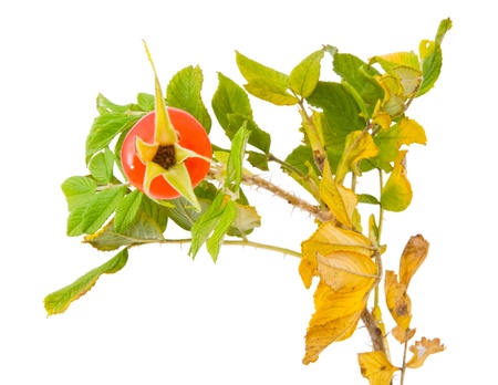 Twig of a Japanese rose, Rosa rugosa, with a rose hip, isolated