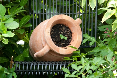 Amphora made of terracotta as a vessel for nasturtium
