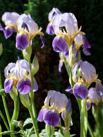 Flower of German Iris in spring, Iris germanicaの写真素材