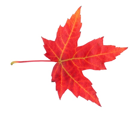 Maple leaf in autumn, Acer platanoides, top side of the leaf surface, isolatedの写真素材