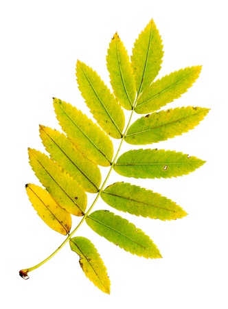 Autumn leaf of a rowan, under-surface, Sorbus aucupariaの写真素材
