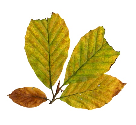 Autumn leaves of a copper beech, top surface, Fagus sylvatica