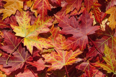 Maple leaves in autumn, Acer platanoides, red, green, yellow