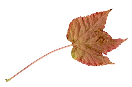 Undersurface of a leaf of Boston Ivy in autumn, Parthenocissus tricuspidata