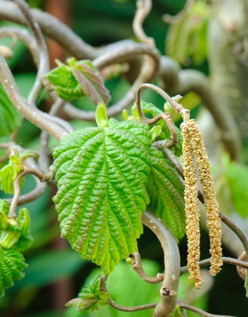 Hazelnut twig, Corylus avellana Contorta, with leaves and male inflorescenceの写真素材