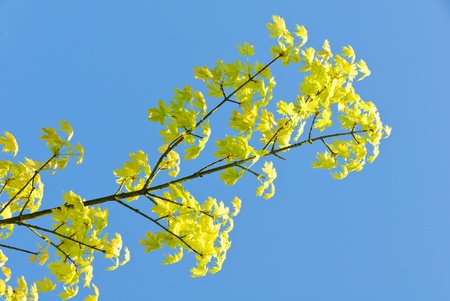 Branch of a plane tree with leaves under a blue sky in springの写真素材