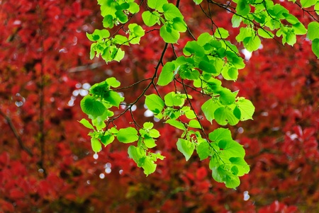 Leaves of a linden tree in the back light under the foliage of a copper beech tree in springの写真素材