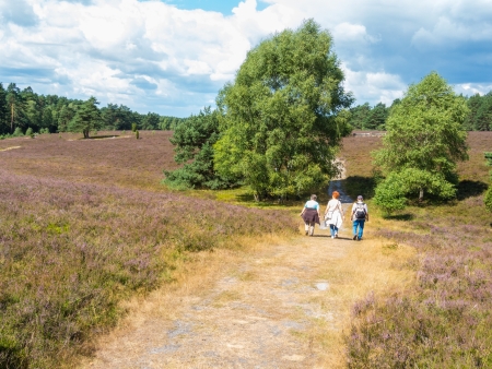 Hiking in the heathland of the Lueneburg Heathの写真素材