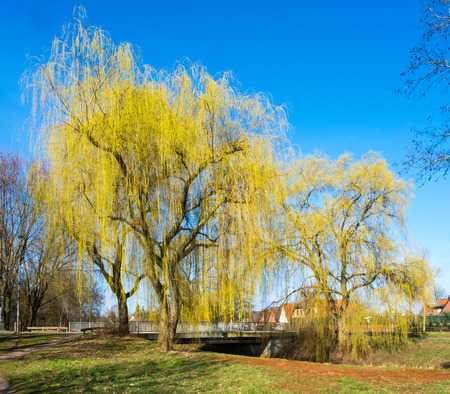 Willows along a creek in spring