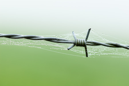 Barbed wire with spider web and drops of water in fogの写真素材
