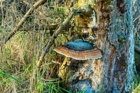 Red Banded Polypore, Fomitopsis pinicola, on a dead conifer