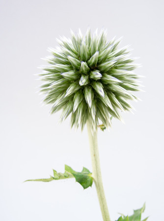Spherical flower head of a globe thistleの写真素材