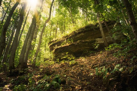 forest trees growing on rocks in the hot summerの写真素材