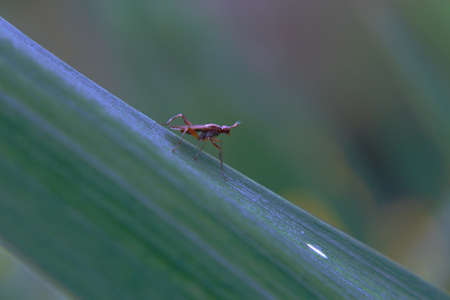 A closeup shot of an insect on a green leaf with blurred background