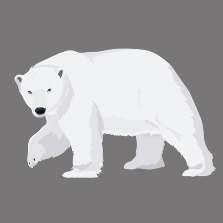 Vector Illustration White Bearのイラスト素材