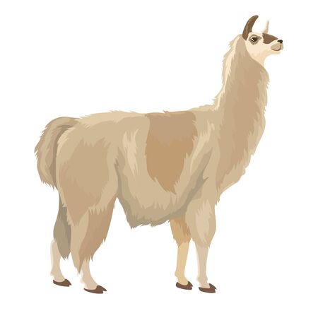 Vector Illustration Of Cute Lama Stand Isolatedのイラスト素材