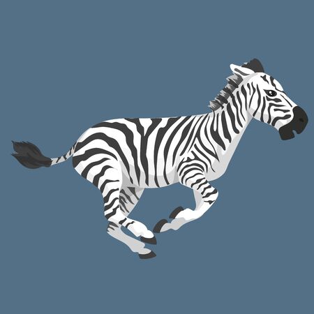 Vector Illustration Of Fright Zebra Run Isolatedのイラスト素材