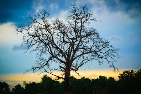 tree