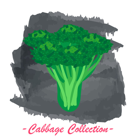 Organic fresh broccoli cabbage vector illustration. Vegan vegetable raw food.のイラスト素材