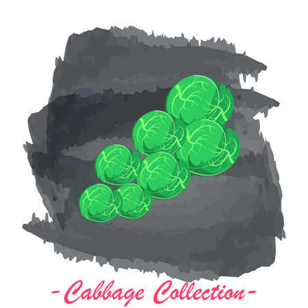 Organic fresh brussels cabbage vector illustration. Vegan vegetable raw food.のイラスト素材