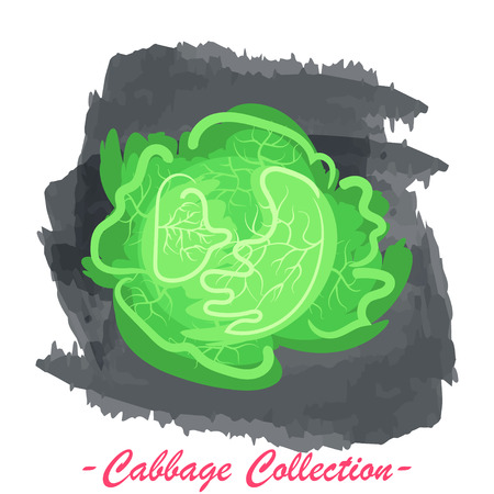 Organic fresh savoy cabbage vector illustration. Vegan vegetable raw food.のイラスト素材