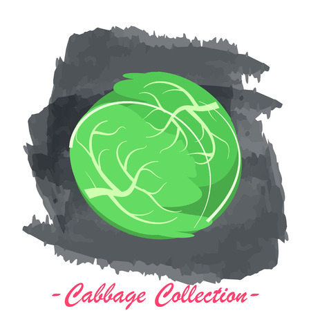 Organic fresh white cabbage vector illustration. Vegan vegetable raw food.のイラスト素材