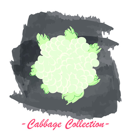 Organic fresh cauliflower cabbage vector illustration. Vegan vegetable raw food.のイラスト素材