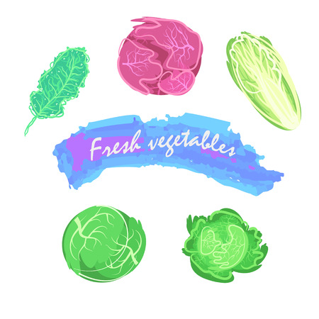 Organic fresh cabbage vector illustration. Vegan vegetable raw food.のイラスト素材
