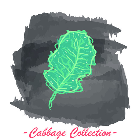 Organic fresh kale cabbage vector illustration. Vegan vegetable raw food.のイラスト素材