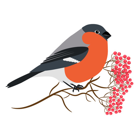 Bullfinch isolated on white vector. Sitting at a rowanberry tree branch. Winter bird illustrationのイラスト素材